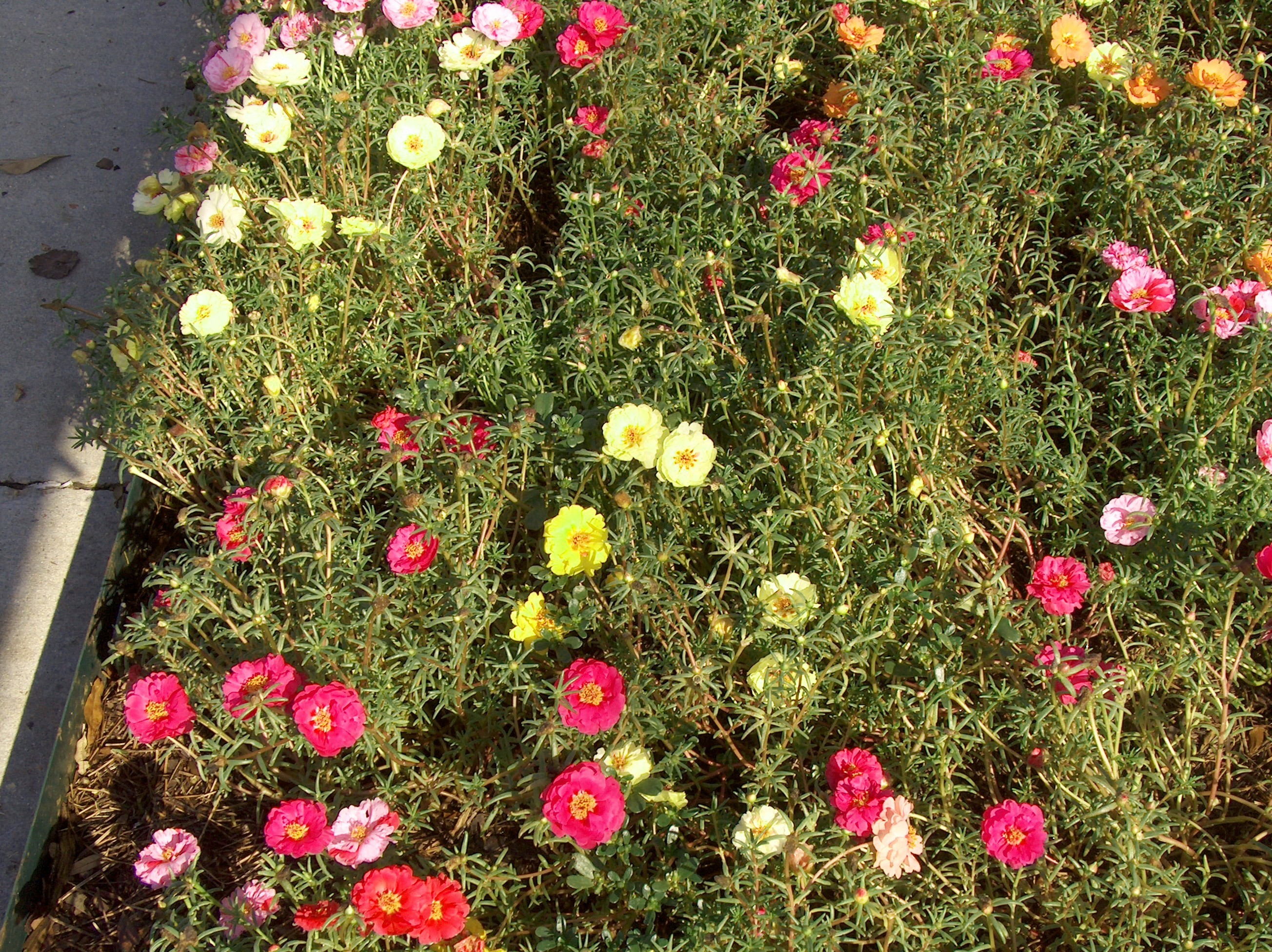 Online Plant Guide Portulaca grandiflora / Portulaca